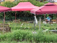 DSCN6629  Field of some sort