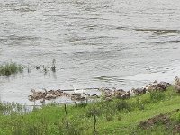 DSCN6640  in they go!