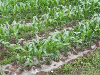 DSCN6644  Plastic seems inseparable now from Chinese agriculture