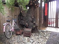 DSCN6649  Very old willow tree