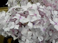 DSCN6664  Lovely III