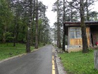 DSCN6719  Up in the forest on the mountain, probably nearly 3000m