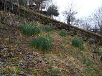 20160303 074917  3 March Daffodils starting up
