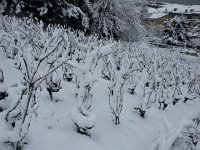 20160308 082124  snows outlines the vines