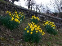 20160321 071353  21 March - Daffodils in full bloom