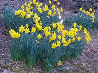 20160321 071410  near the steps through the vineyard