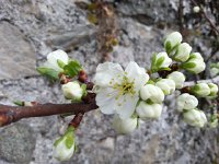 20160331 080530  31 March - Plum blossoms on bush that frequently snags me along the right-of-way