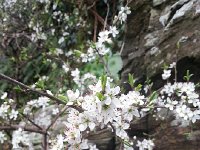 20160326 131635  Wild cherries?