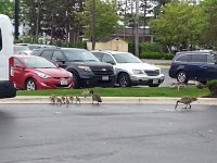 20160517 081054  without predators the Canada Geese multiply like mad!