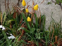 20160501 174731  Signs of spring nonetheless