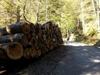 20160505 172150  Big logs