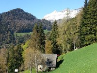 20160505 173657  Narcissus field not yet blooming