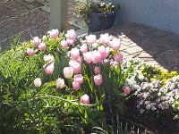 20160505 182857  tulips in Sonzier