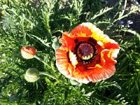 20160505 182926  Poppy in Sonzier