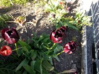 20160505 182945  More tulips