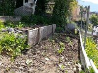 20160507 122824  7 May - cabbages looking good!