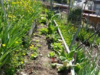 20160507 122837  Lettuce and chard, some to harvest soon