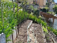 20160507 122850  Preparing beds for pole beans