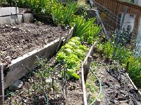 20160507 122927  Lower down tomatoes and lettuce
