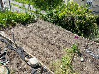 20160507 122938  The lowest bed for beans, chard, carrots...