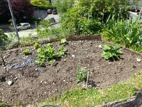 20160507 122943  and to the right rhubarb