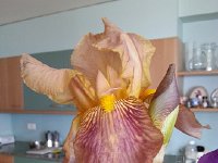 20160507 132212  Iris from the garden