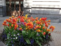 20160507 163115  Tulips in Vevey