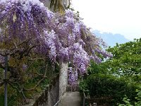 20160509 080208  9 May Wisteria on the way down to the station