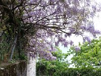 20160509 080226  Cat startled by me