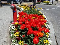 20160508 120333  where the streets are lined with flowers