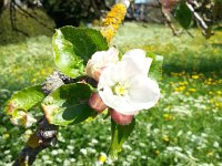 20160508 120823  Apple flower along our route