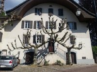 20160508 162242  Much later, after meeting David at the top and going to his house for a drink, two fused sycamores in Tavel