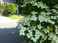 20160527 095519  University Park is a lovely neighborhood!