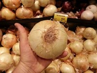 20160528 095027  I am dumbstruck by the size of the onions