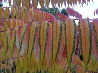 20161105 152844  Sumacs on the way...