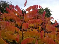 20161105 152913  to the station via the vineyard