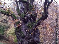 20161105 161322  Very very old chestnut tree
