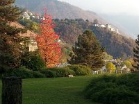 20161103 160857  Cat stalking behind school in Chernex