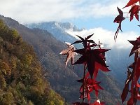 20161112 135554  12 Nov - Sweetgum leaves