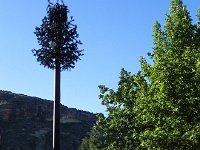 DSCN7694  &#34;Tree&#34;