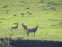 DSCN7722  Hartebeests