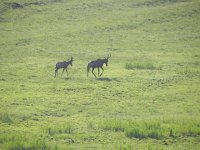 DSCN7724  wandering off