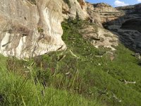 DSCN7732  Caterpilar grass