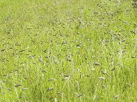 DSCN7734  Inflorescences