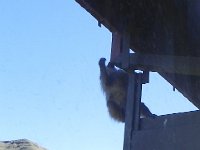 DSCN7743  The baboons show up!