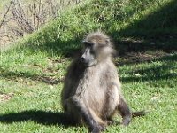 DSCN7746  Baboon