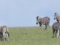DSCN7752  Mountain zebras