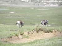 DSCN7756  South ends of north bound zebras