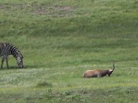 DSCN7758  Eating lying down