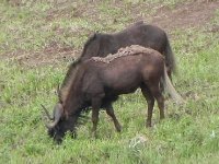 DSCN7760  Wildebeests - they can be dangerous